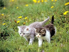 Gatti (353)